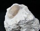 Eocene Aged Fossil Turtle Egg - France #12979-1